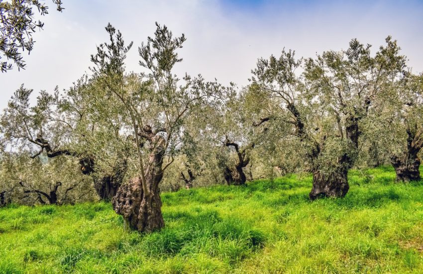 elies-freepixabayfoto-olive-grove-4165632_1920